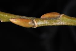 Salix ×fragilis f. fragilis. Flower bud scales and olive-green stem.
 Image: D. Glenny © Landcare Research 2020 CC BY 4.0